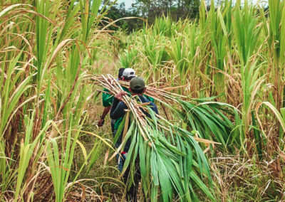 James mackay Foundation Inc. | livelihood